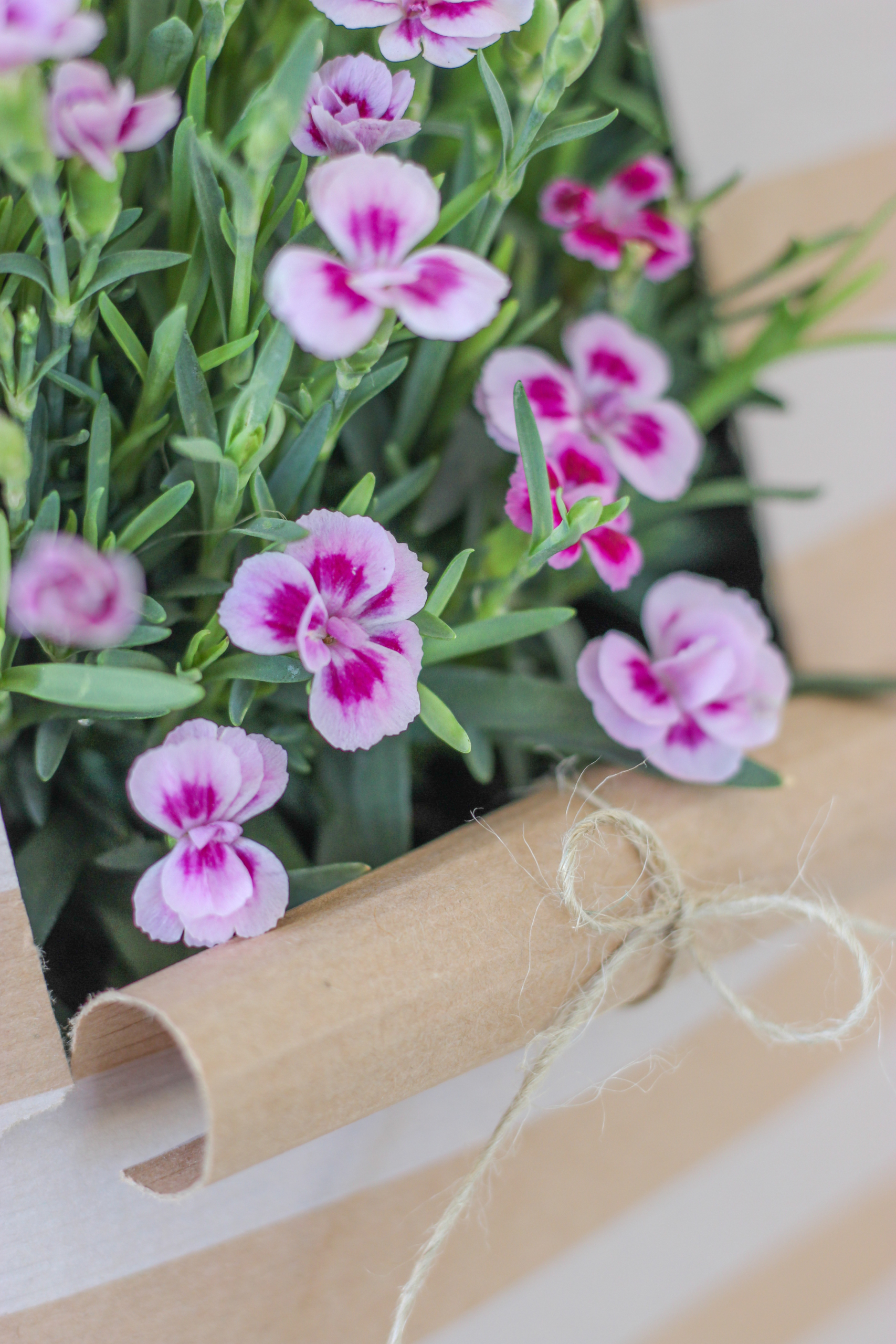 Nahaufnahme der Pink Kisses, die durch das eingeschnittene Fenster in der Geschenktüte ragen